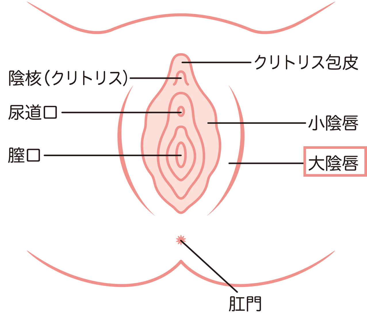 大陰唇、たるみとははたるみとりとは